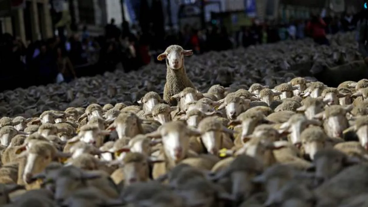 Neatenţia unui cioban a provocat haos într-un orăşel din Spania. Ce s-a întâmplat cu oile pe care le păzea acesta (VIDEO)