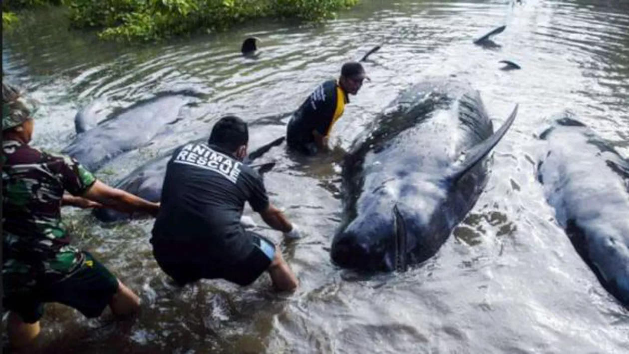 Zeci de balene au eșuat pe o plajă din Indonezia