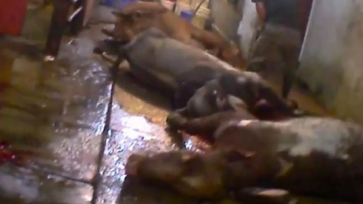 Imagini șocante: Animale omorâte cu brutalitate folosind ciocanul într-un abator din Vietnam (FOTO)