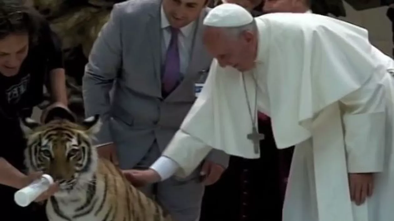 Vizită neobișnuită la Vatican: Papa Francisc s-a întâlnit cu un tigru (VIDEO)