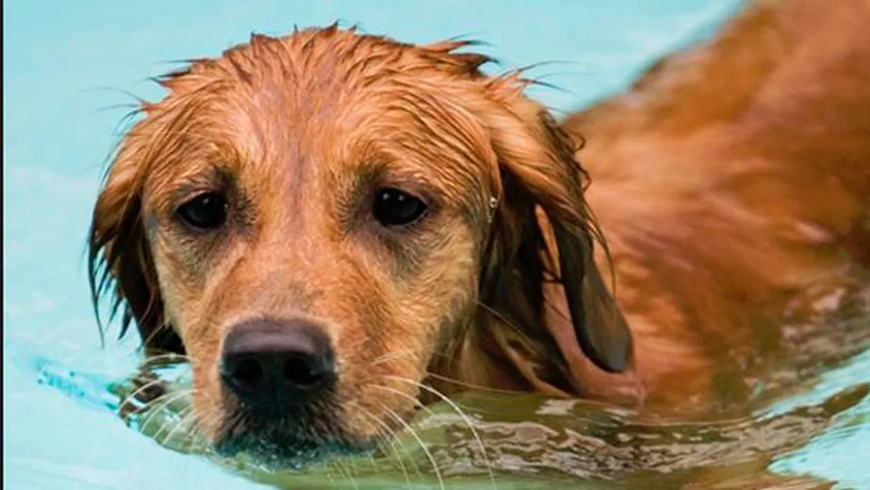 Polițiștii din Peru au făcut un lanț uman pentru a salva un câine de la înec (VIDEO)