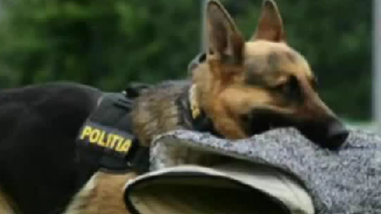 Arad: Câine polițist, scos la licitație pentru 200 de lei (VIDEO)