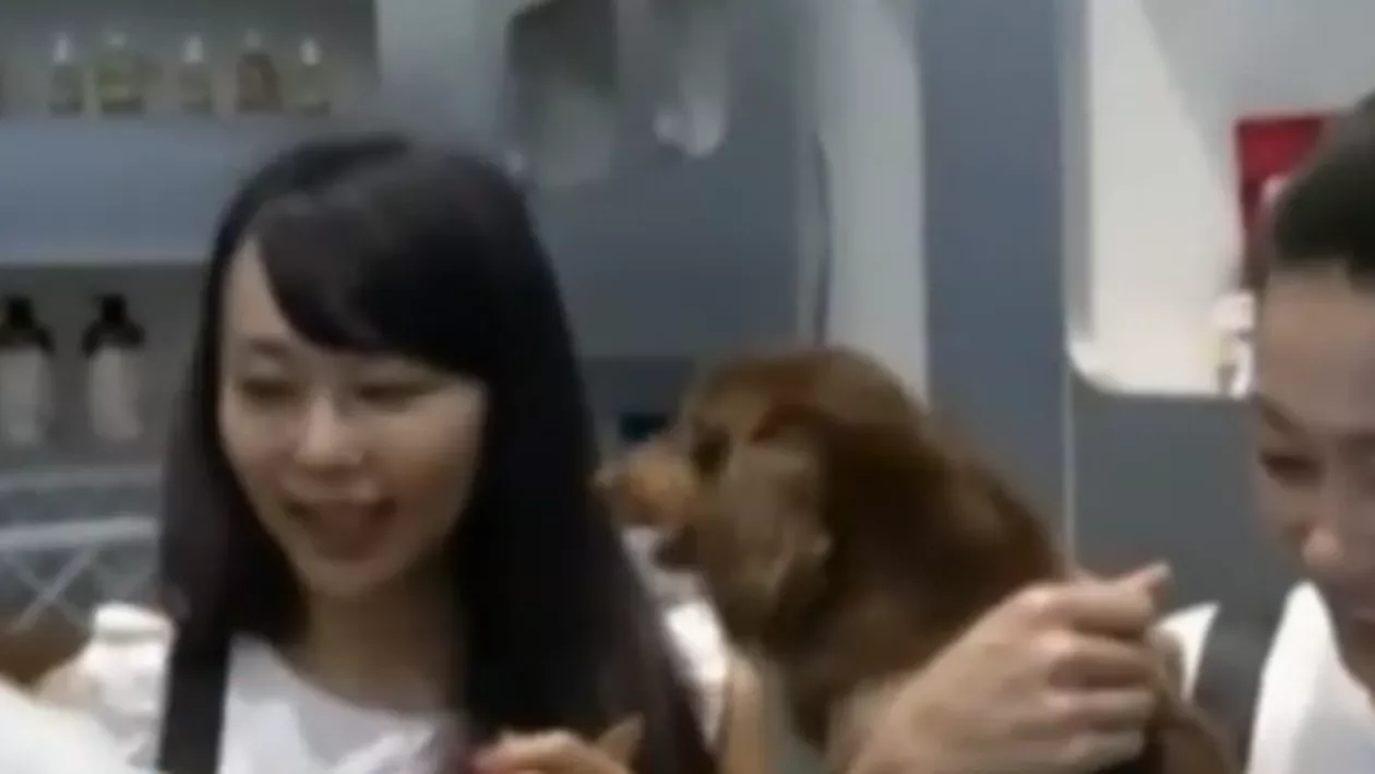 Un salon din Taiwan a dus coafura pentru animalele de companie la un alt nivel (VIDEO)