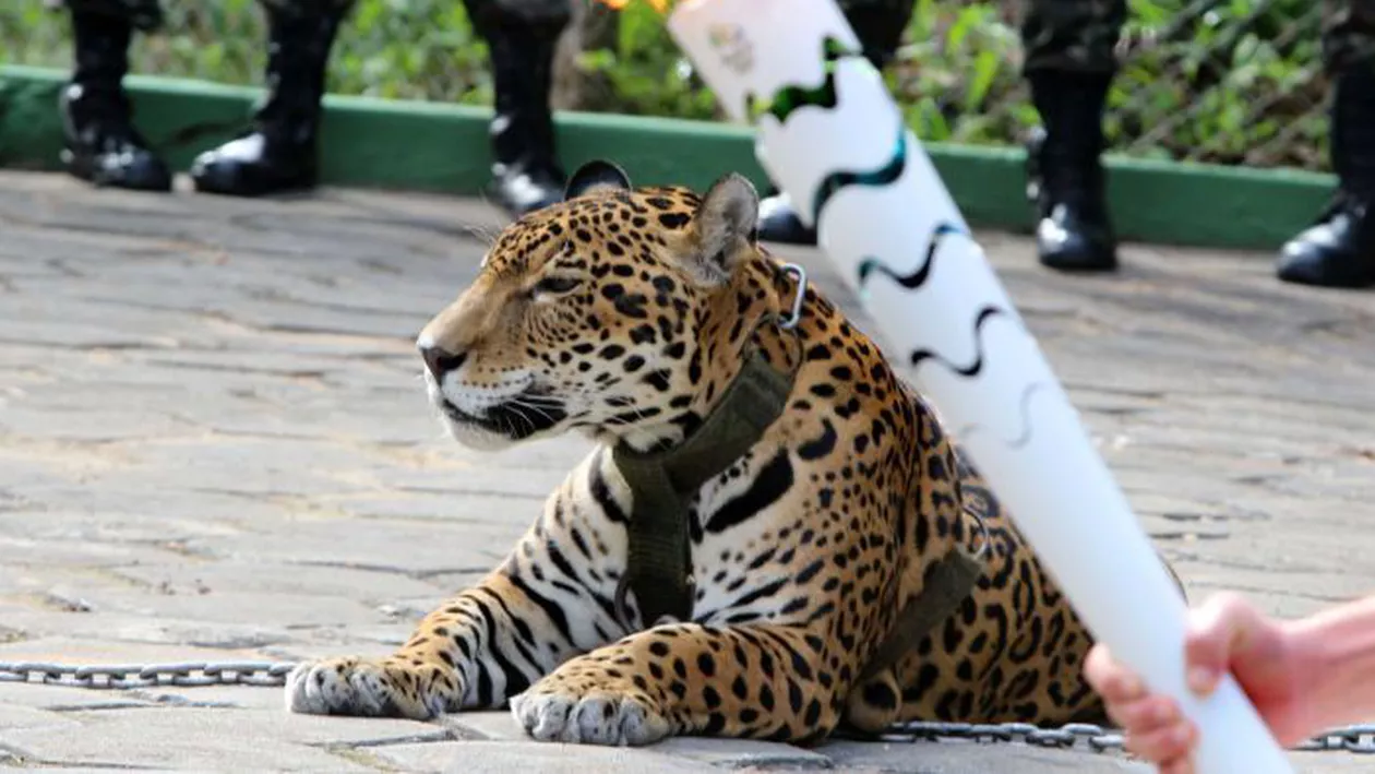 Jaguar dintr-o specie pe cale de dispariție, ucis în timpul ștafetei flăcării olimpice (VIDEO)
