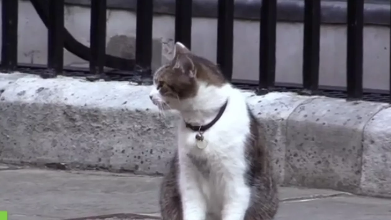 Marea Britanie a găsit înlocuitorul perfect pentru David Cameron: O pisică (VIDEO)