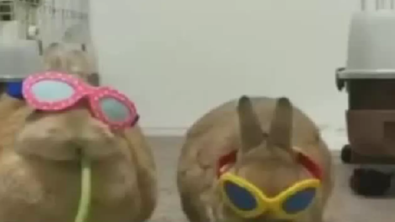 Doi urecheaţi ronţăie verdeţuri de zor, în timp ce afişează o postură chic. Clipul a devenit viral pe internet (VIDEO)