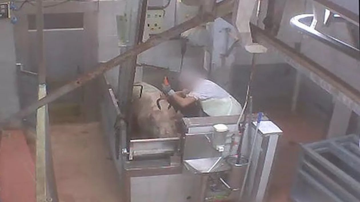 IMAGINI ŞOCANTE cu abuzurile la care sunt supuse animalele în abatoarele franceze (VIDEO)
