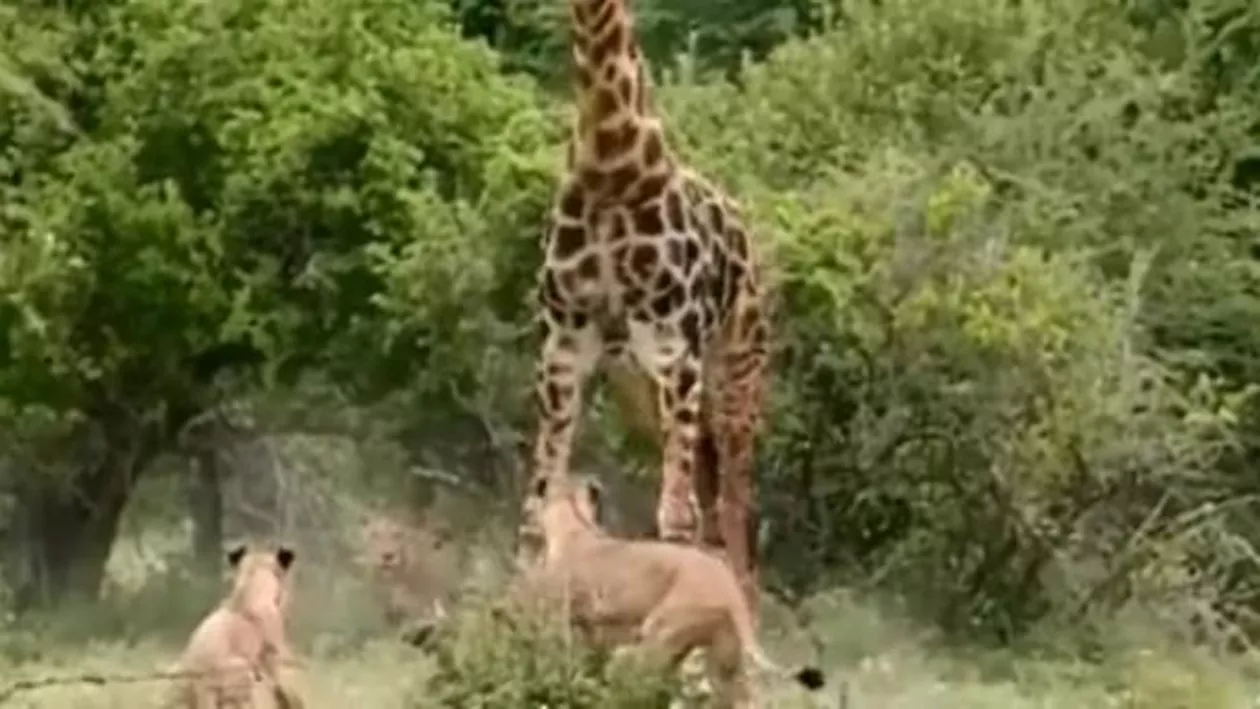 Legea junglei: O girafă, filmată în timp ce este atacată de câteva leoaice (VIDEO)