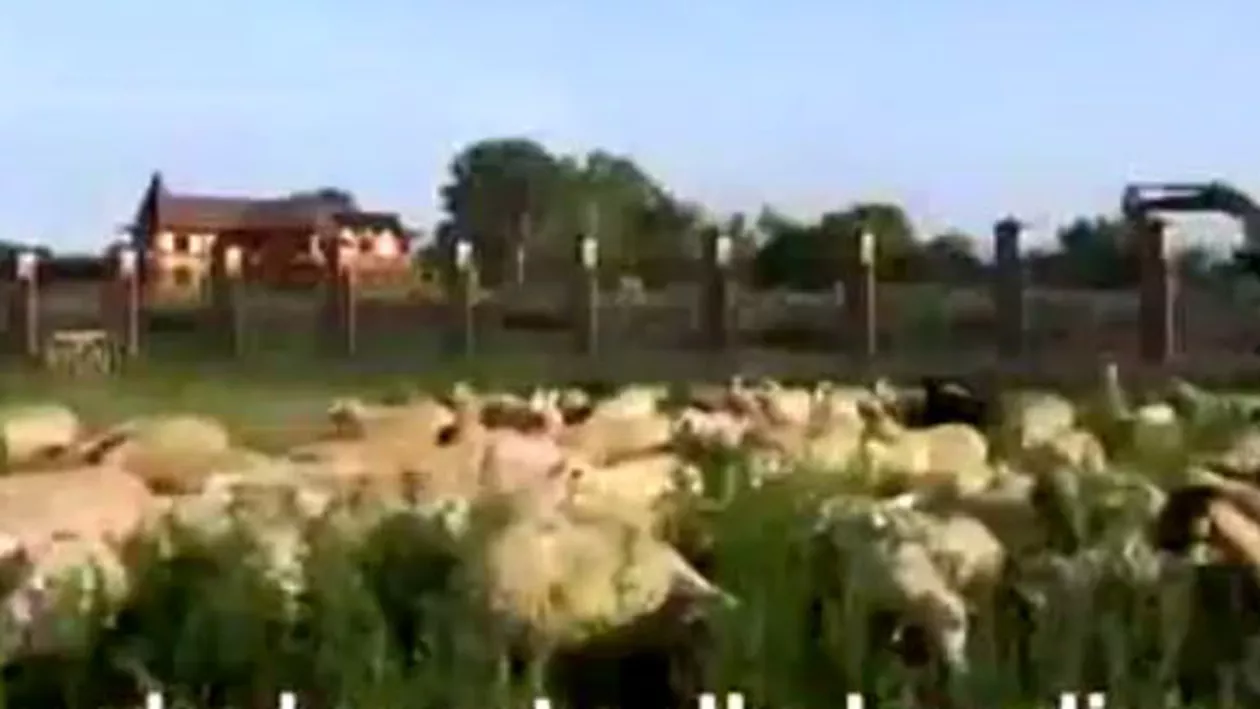 Situație inedită la o fermă din Caucazul rusesc: Oile au drept paznic o... leoaică (VIDEO)