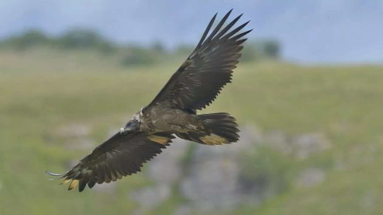 După 83 de ani, un zăgan survolează din nou România!