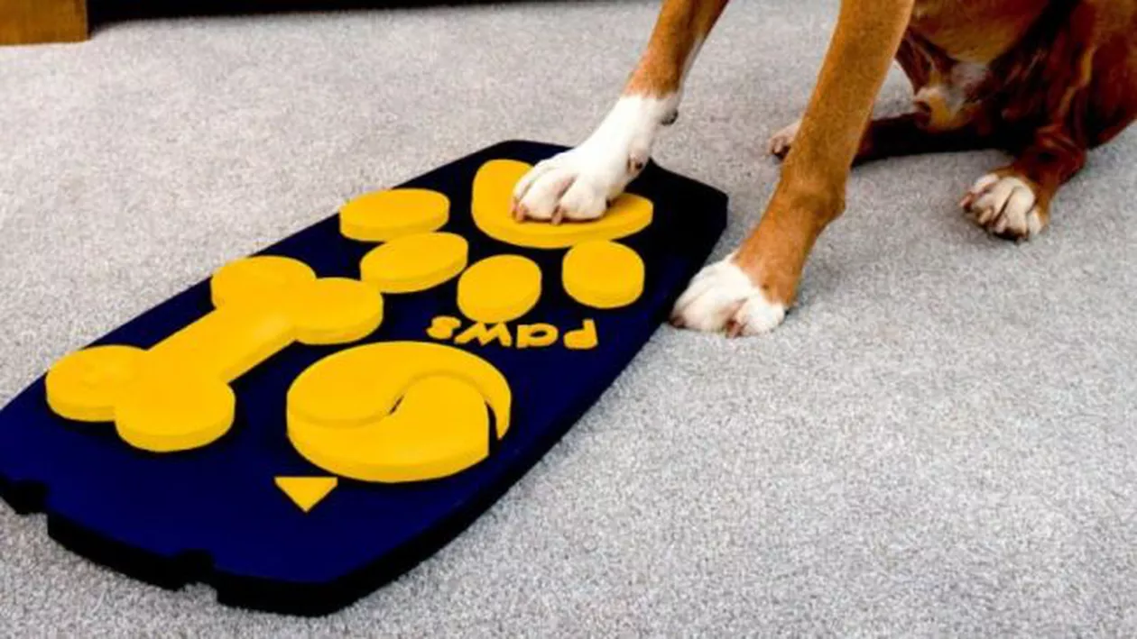 Veşti bune pentru iubitorii de animale! S-a inventat telecomanda pentru căţei, care permite schimbarea programelor la televizor cât şi supravegherea patrupedelor de la distanţă