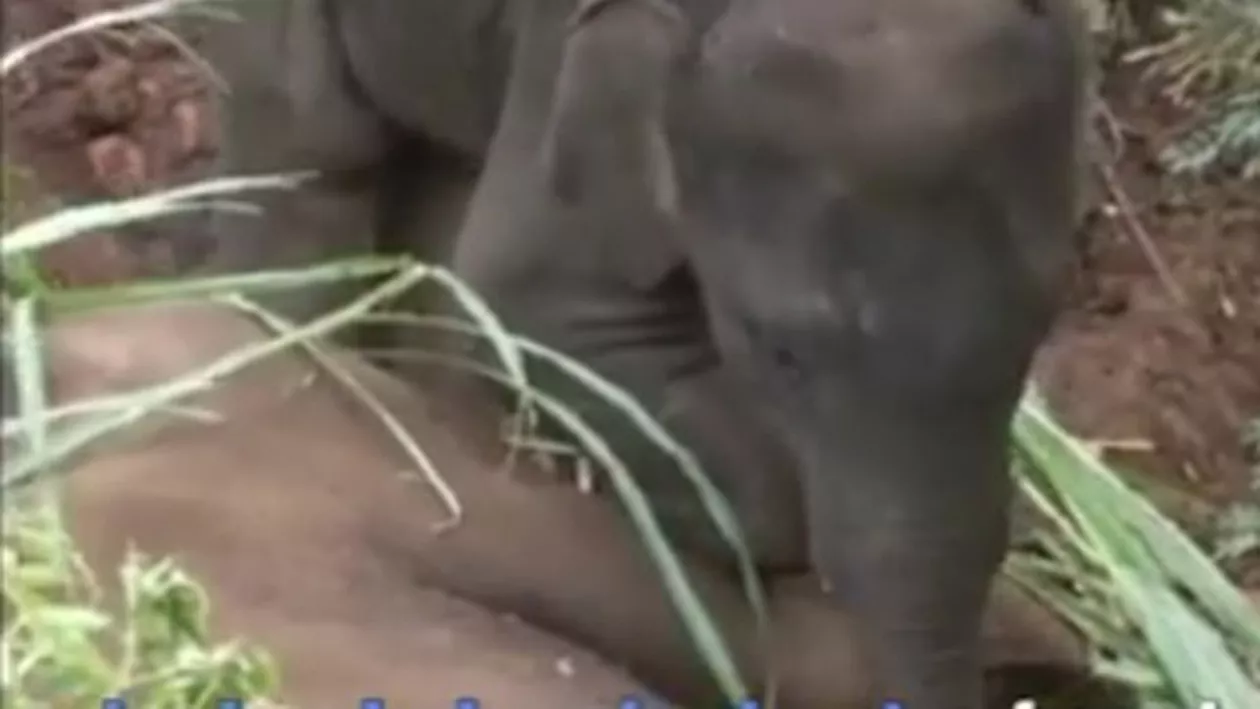 Imagini emoționante: Un pui de elefant a stat nedezlipit de mama sa timp de 24 de ore, femela fiind ucisă într-o luptă cu un alt animal (VIDEO)