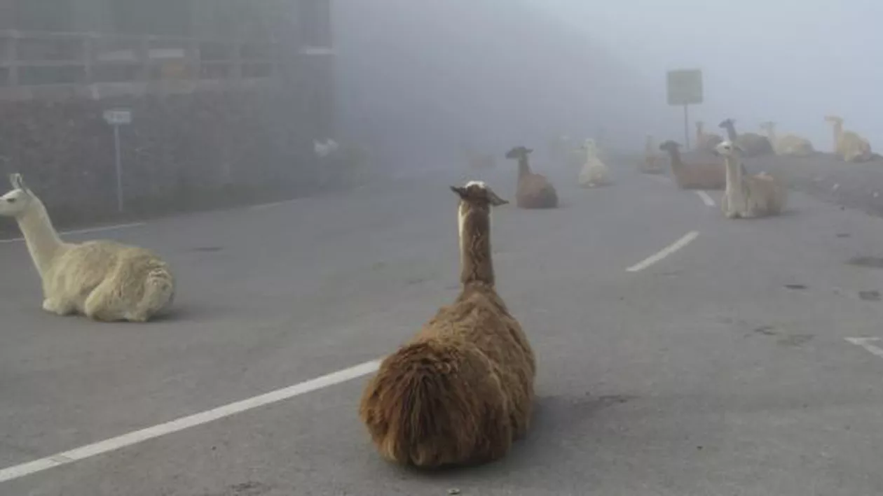 Turul Franței: Mai multe lame au blocat traseul ciliștilor la cățărarea pe Col du Tourmalet (FOTO)