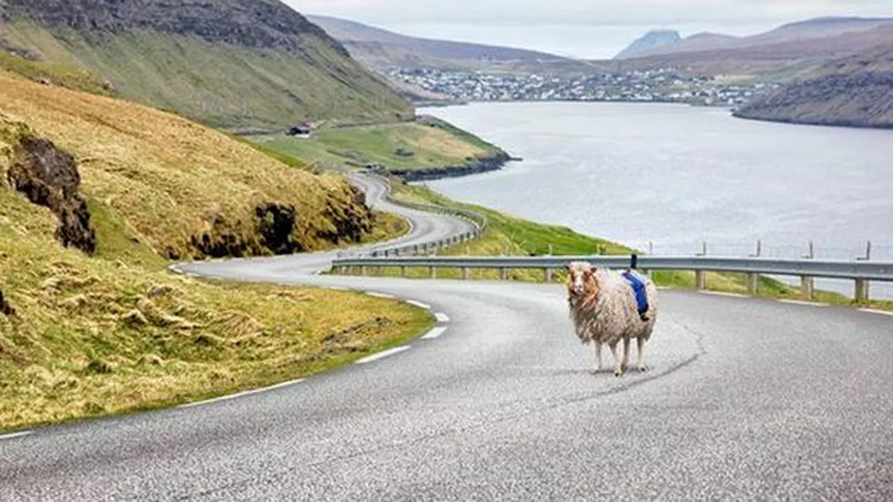 Oile din Insulele Feroe nu produc doar lapte: Localnicii le folosesc pentru a capta imagini pentru "Google Street View"