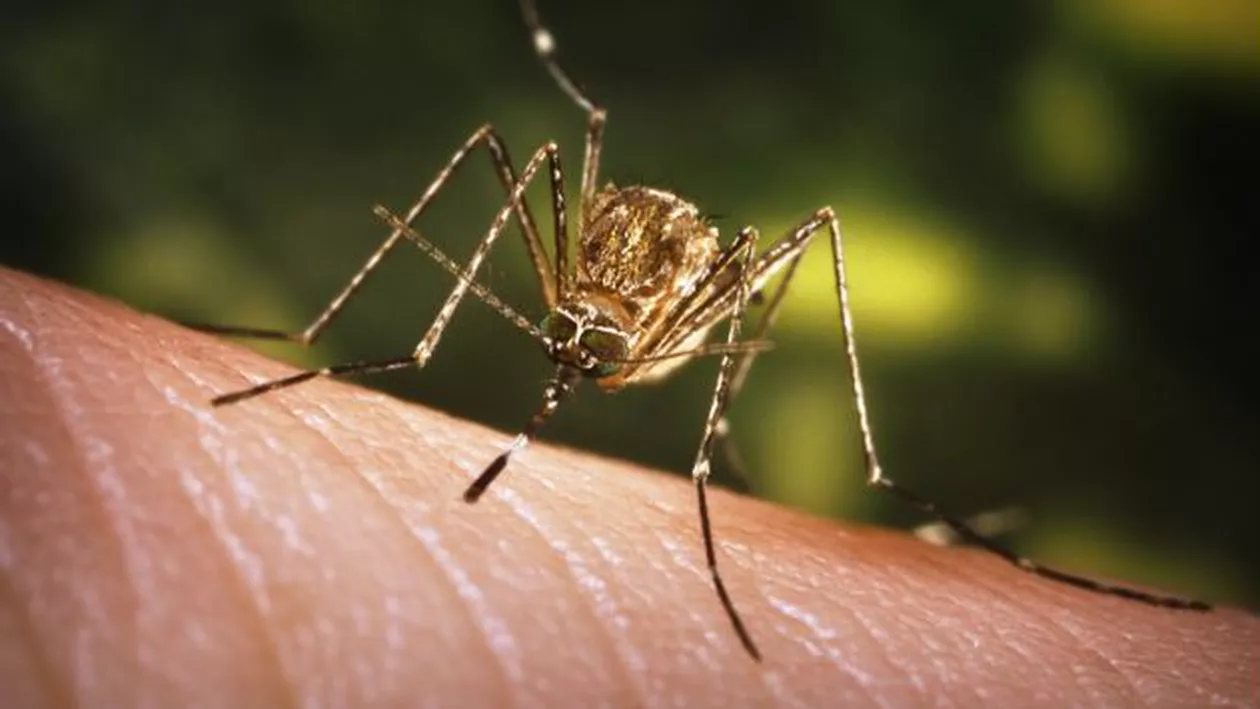 A fost identificat un caz de infectare cu virusul Zika prin transmitere sexuală