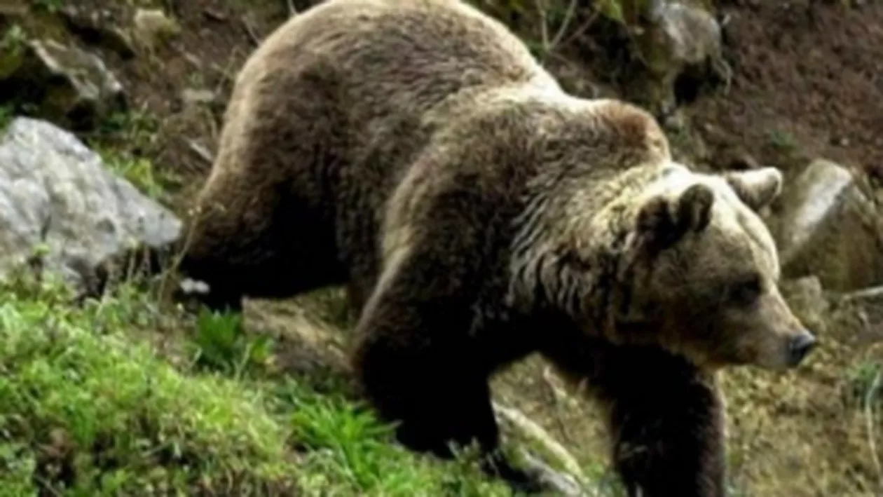 Brașov: Un bărbat a fost atacat de urs. Este al doilea atac al animalului din ultimele 24 de ore