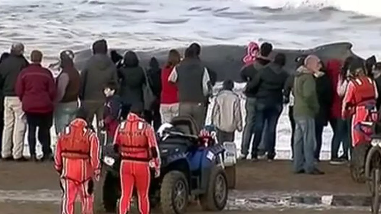 O balenă uriașă cu cocoașă, care eșuase pe o plajă, ajutată să revină în ocean de către echipele de intervenție. Operațiunea a durat 24 de ore (VIDEO)