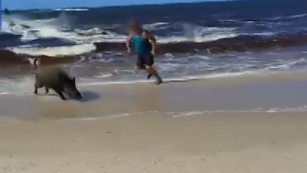Imagini terifiante de pe o plajă din Polonia: Un mistreț atacă turiștii (VIDEO)