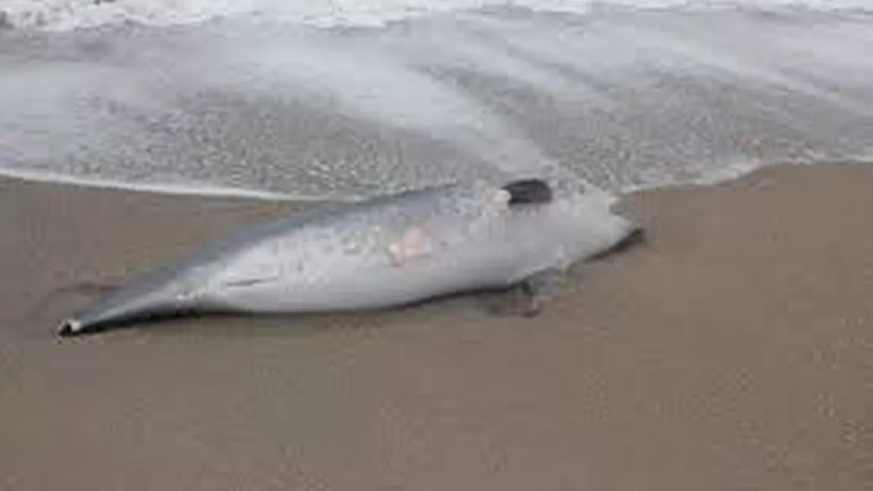 Situație alarmantă în Bulgaria! Peste o sută de delfini au eșuat pe plajă