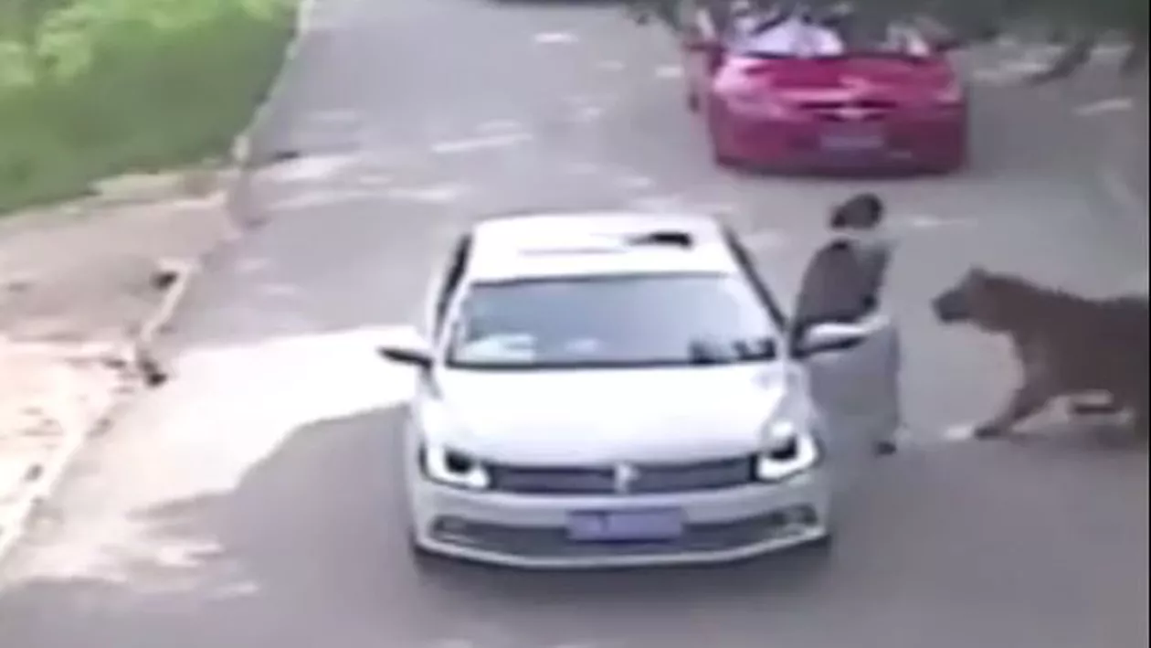 Imagini șocante într-un safari din China! Mai mulți tigri au ucis o femeie și au rănit grav o alta (VIDEO)