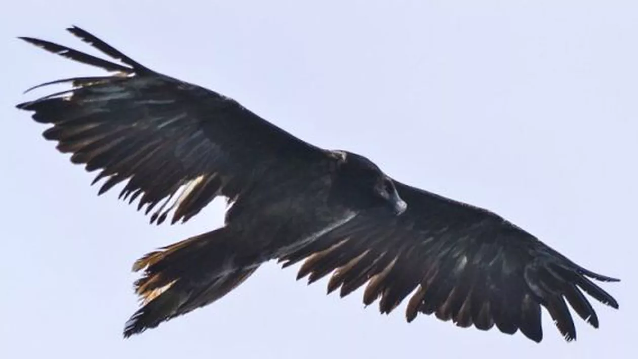 Zăganul Adonis, fotografiat în premieră în timp ce survolează zone din România (FOTO)