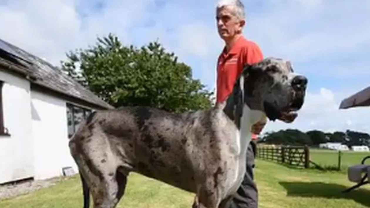 „Este cățelul cu cea mai mare inimă”. Cum arată cel mai înalt patruped din lume (VIDEO)