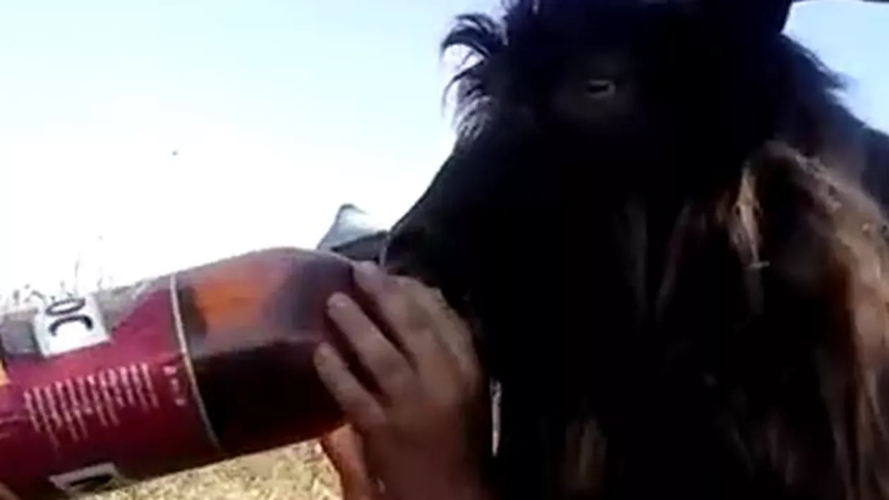 Un român a împărțit berea cu țapul: Cornuta turmentată bea direct din sticlă (VIDEO)