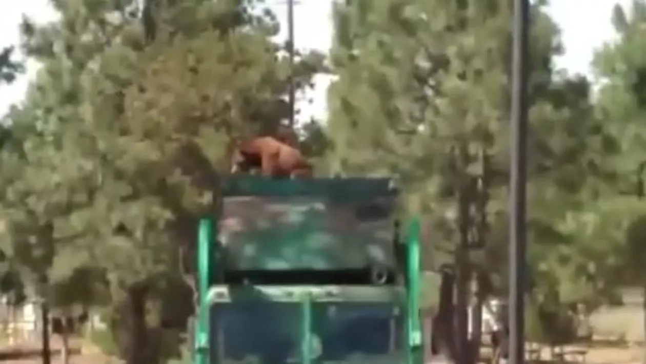 Moș Martin plimbăreț. Un urs a mers câțiva kilometri pe containerul unei mașini de gunoi (VIDEO)