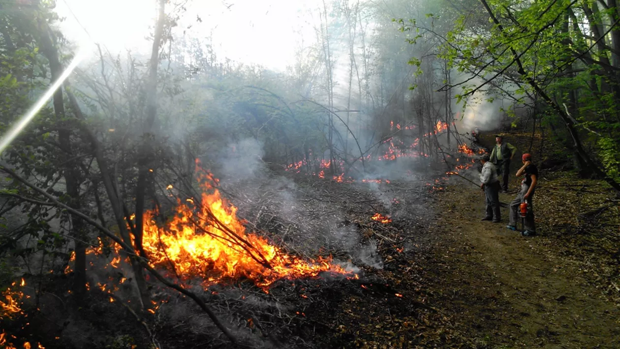 Incendiu de pădure în județul Buzău: Cinci hectare, afectate de flăcări (VIDEO)