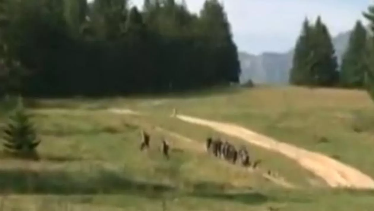 Operațiune de salvare contracronometru în Munţii Bucegi! Un alpinist de 50 de ani a căzut de pe o stâncă (VIDEO)