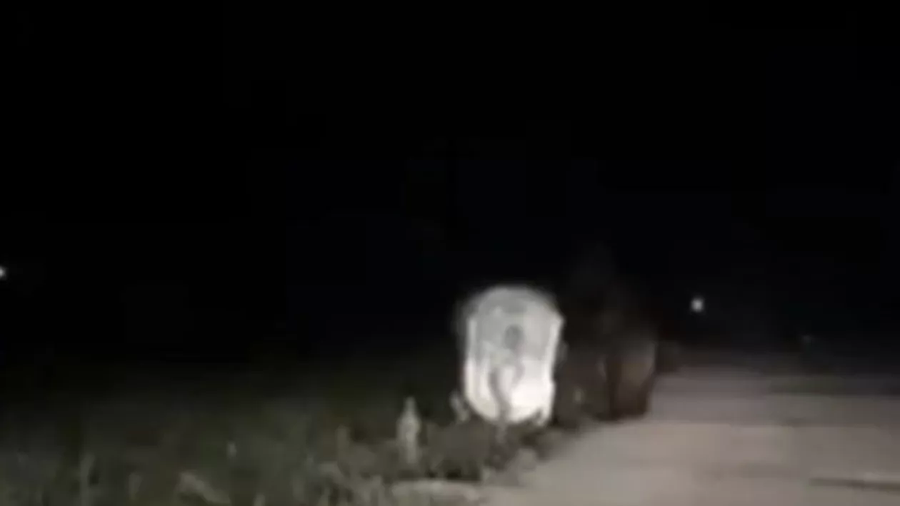 Tot mai mulți turiști îşi pun viaţa în pericol pentru a fotografia animale sălbatice! Câteva persoane au oprit mașinile lângă barajul Vidraru doar pentru a filma un urs înfometat (VIDEO)