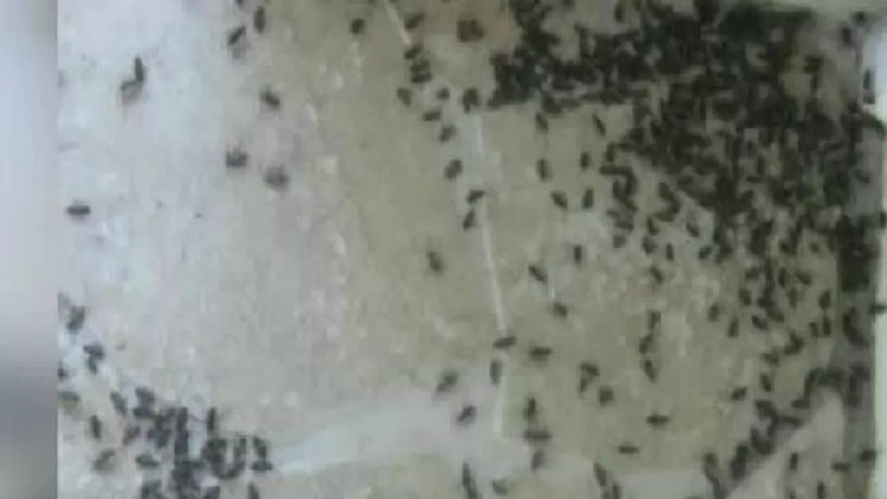 Casele dintr-o zonă rezidențială au fost invadate de sute de mii de gândaci (VIDEO)
