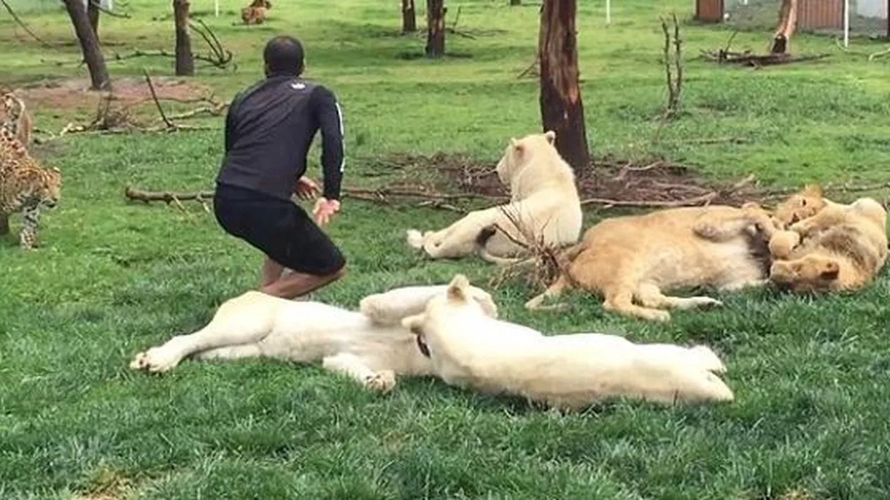 Iubirea unui tigru pentru îngrijitorul său: Felina l-a salvat de atacul unui leopard (VIDEO)