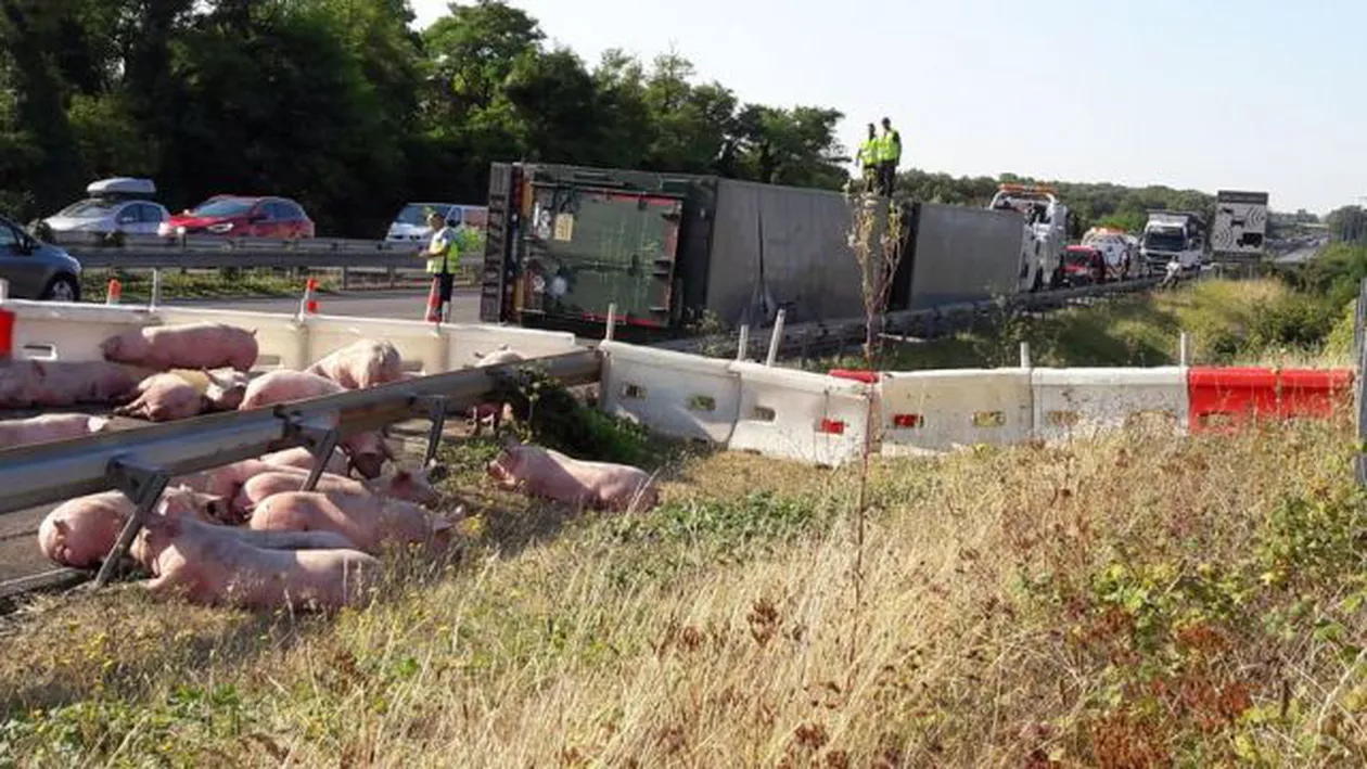 Un camion care transporta animale la abator s-a răsturnat: 100 de porci au rămas liberi pe autostradă (FOTO,VIDEO)