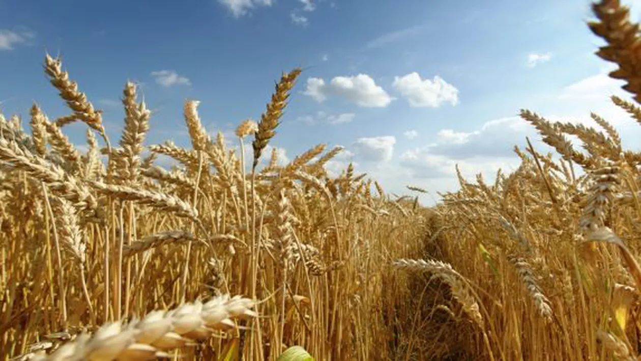 România este pe locul cinci la suprafața cultivată în Europa, dar importă pâine congelată. Care este situația exactă a comerțului