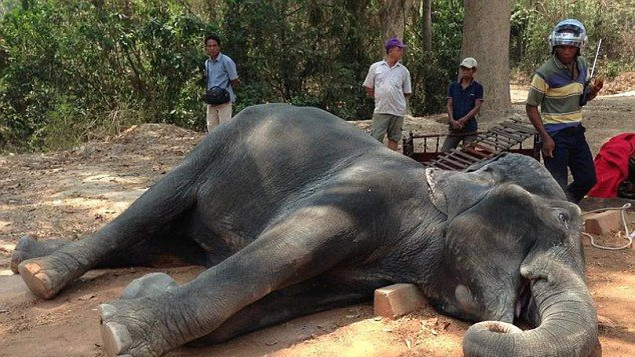 Imagini terifiante cu un elefant mort din cauza efortului. Canicula i-a fost fatală animalului care transporta turiști (VIDEO)