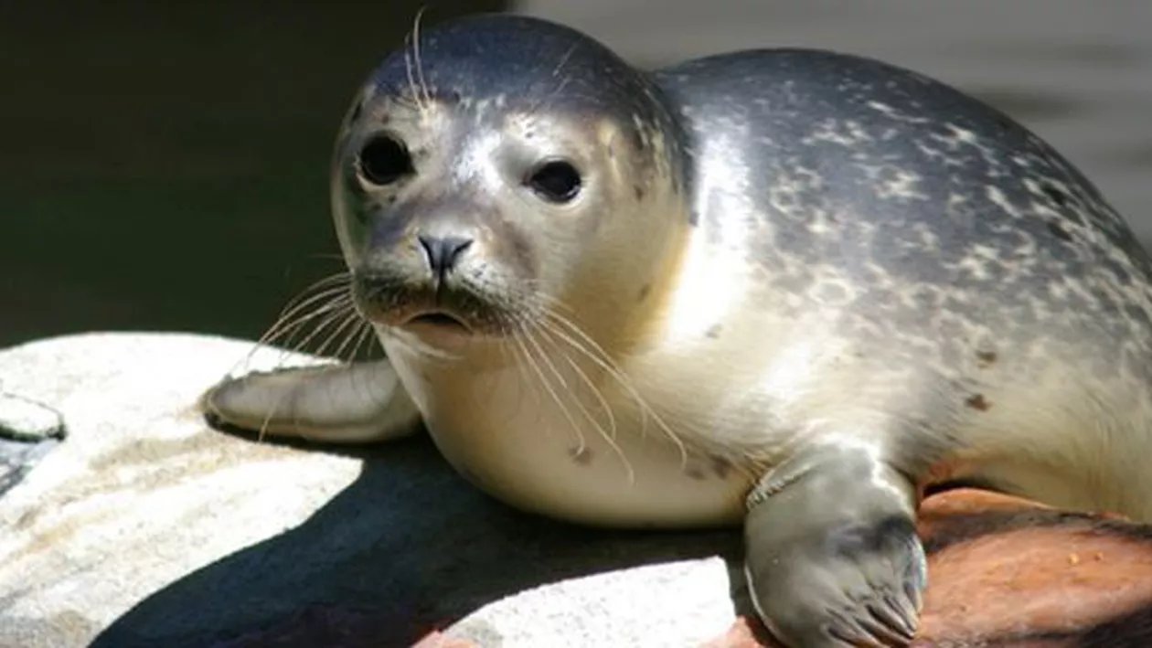 Surpriză în larg: O focă, urmărită de niște balene ucigașe, a găsit refugiu pe barca unor turiști (VIDEO)