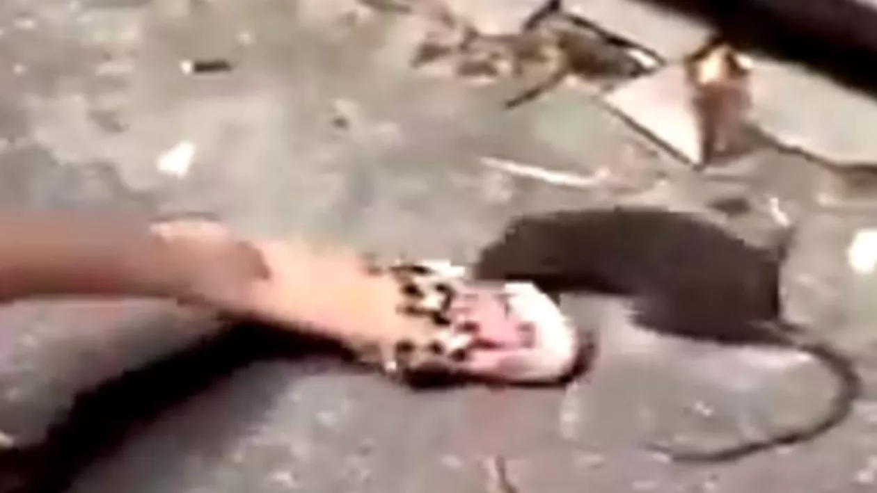 Alertă în China din cauza șobolanilor: Rozătoarele au început să atace oamenii pe stradă (VIDEO)