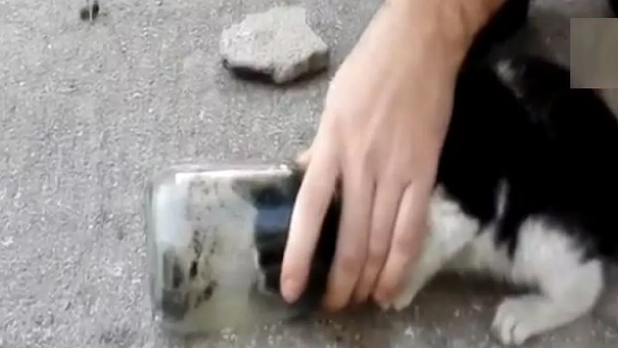 Cum a fost salvată o pisică ce s-a blocat cu capul într-un borcan (VIDEO)