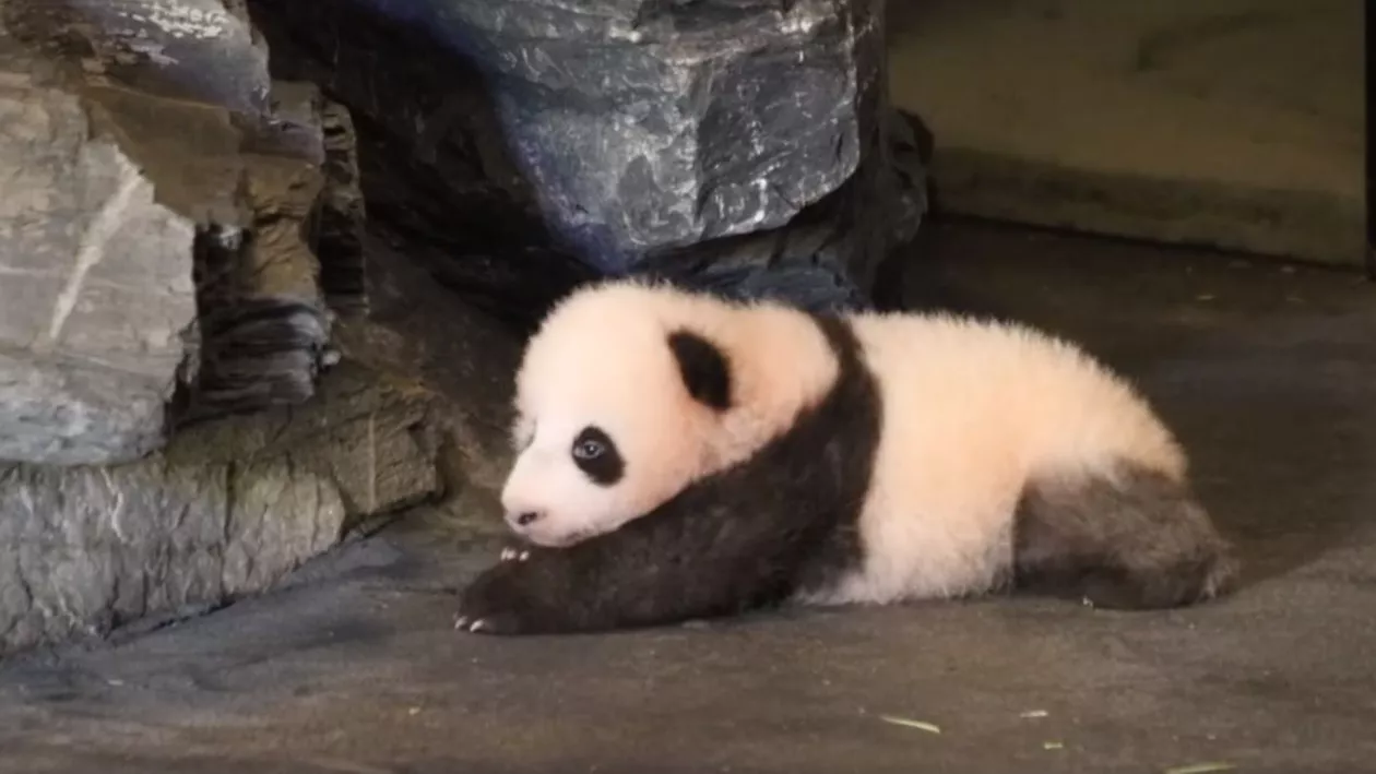 Un pui de panda a fost filmat când făcea primii pași (VIDEO)