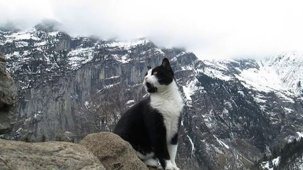 Pisicuța salvatoare din Elveția: Cum a ajutat felina un turist care se rătăcise pe munte (VIDEO)