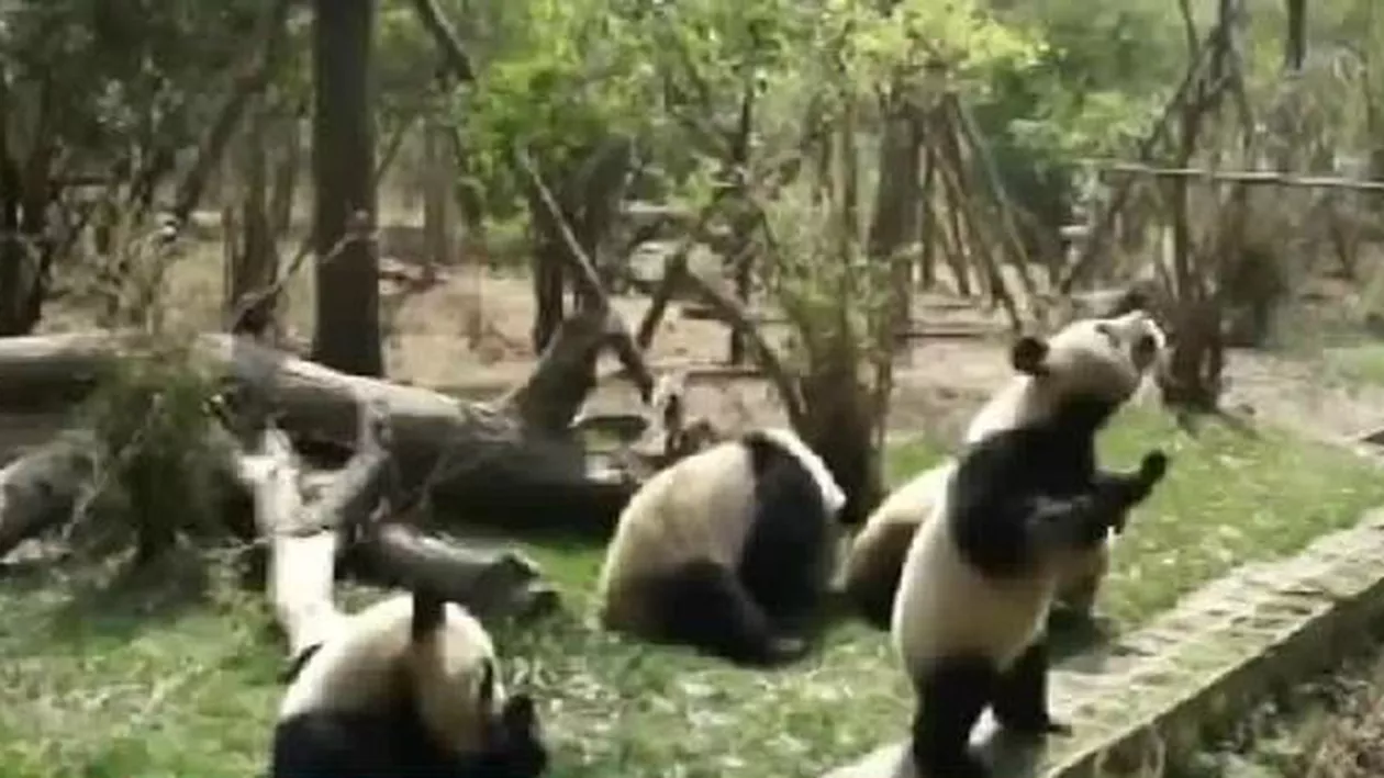 Urșii panda nu mai sunt în pericol! Specia a fost scoasă de pe lista celor ameninţate cu dispariţia (VIDEO)