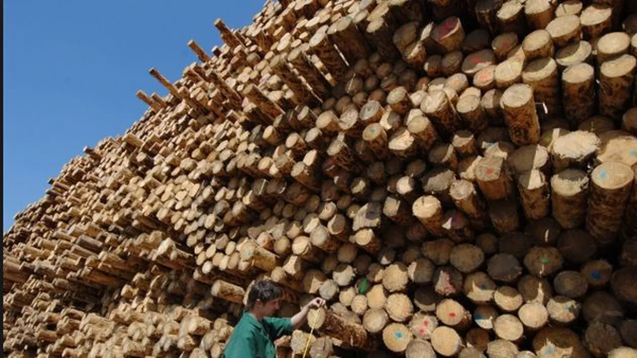 Campanie de boicotare a firmei SCHWEIGHOFER: Oamenii sunt îndemnaţi să meargă în magazinele de bricolaj și să spună ce părere au despre fabricarea produselor din lemn furat (FOTO)