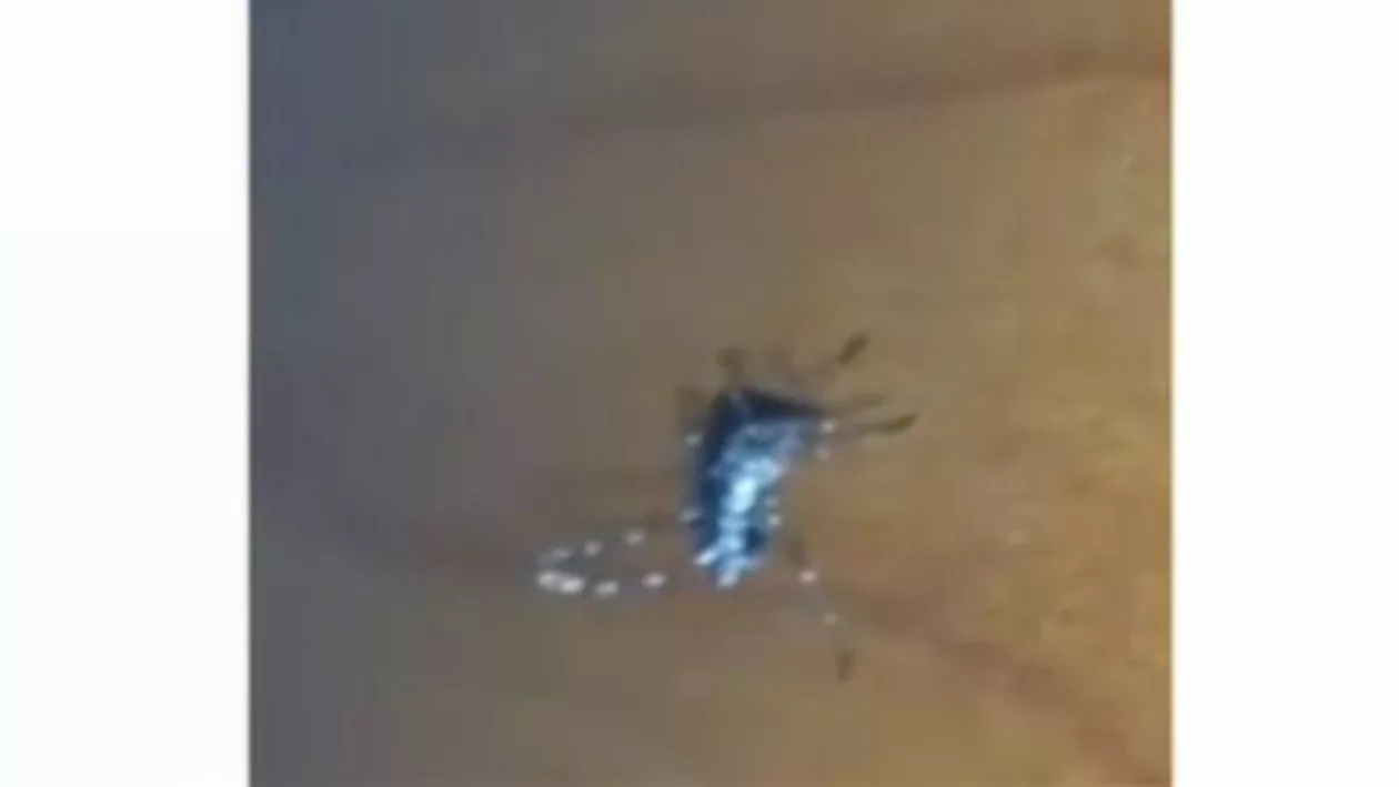 Un bucureștean a filmat în propria casă un țânțar-tigru, insecta care transmite virusul Zika (VIDEO)