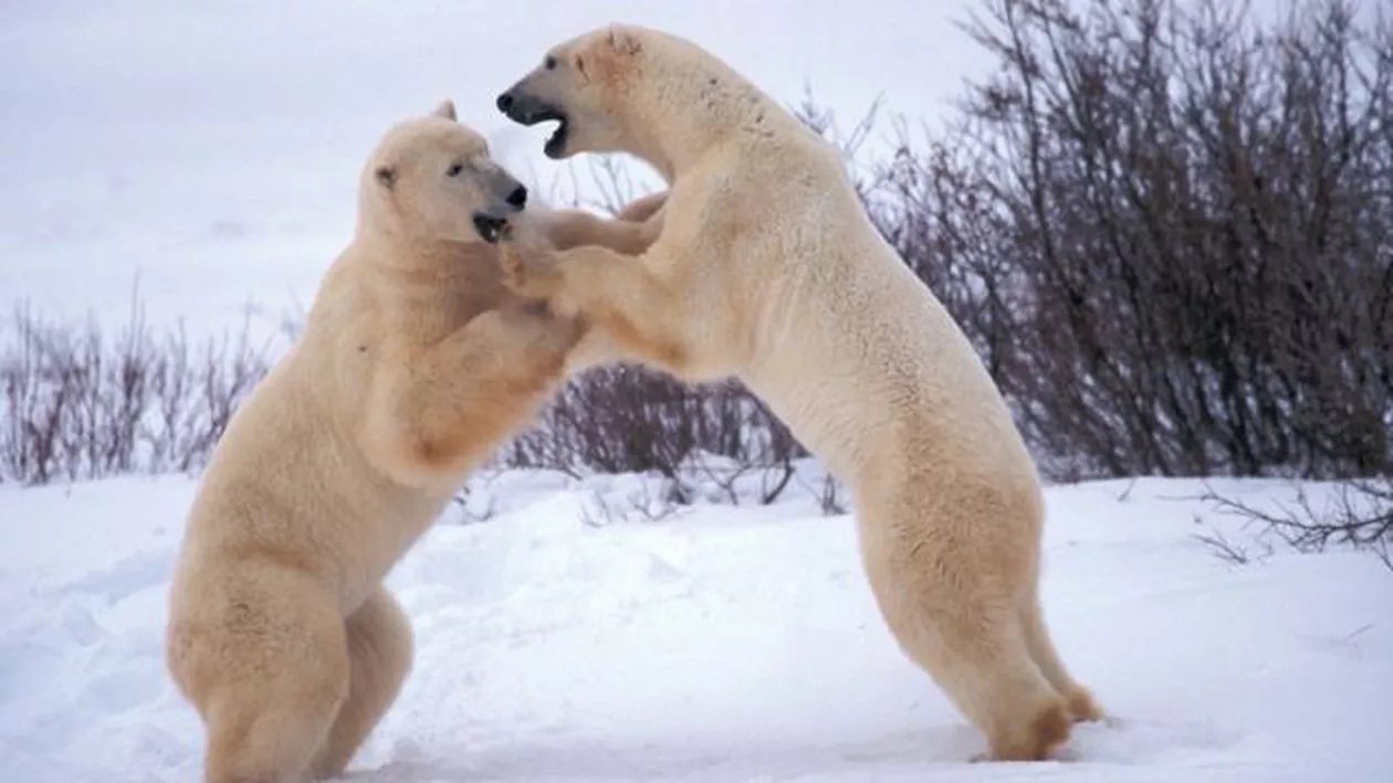 Cei cinci cercetători ruși, blocați de două săptămâni pe o insulă din Oceanul Arctic, din cauza urșilor polari, au reușit să alunge animalele