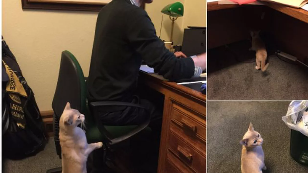 Invazie de șoareci la Westminster: Un ministru britanic și-a adus propria pisică la muncă pentru a ține rozătoarele departe (FOTO)