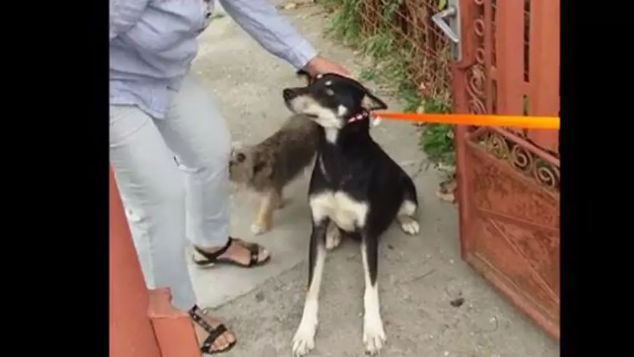 Scene șocante. Un individ a fost filmat în timp ce-și snopea în bătaie cățelul (VIDEO)