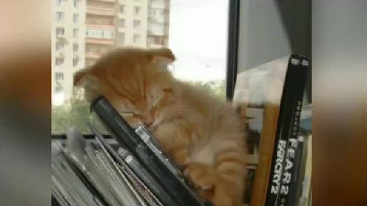 Imagini de colecție pentru iubitorii de animale: Cele mai simpatice momente cu pisici (VIDEO)
