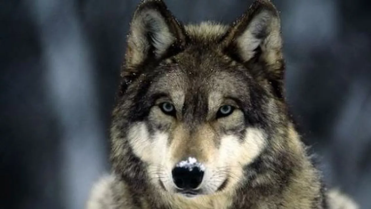 Norvegia va ucide 47 de lupi, mai mult de jumătate din populația de lupi a ţării