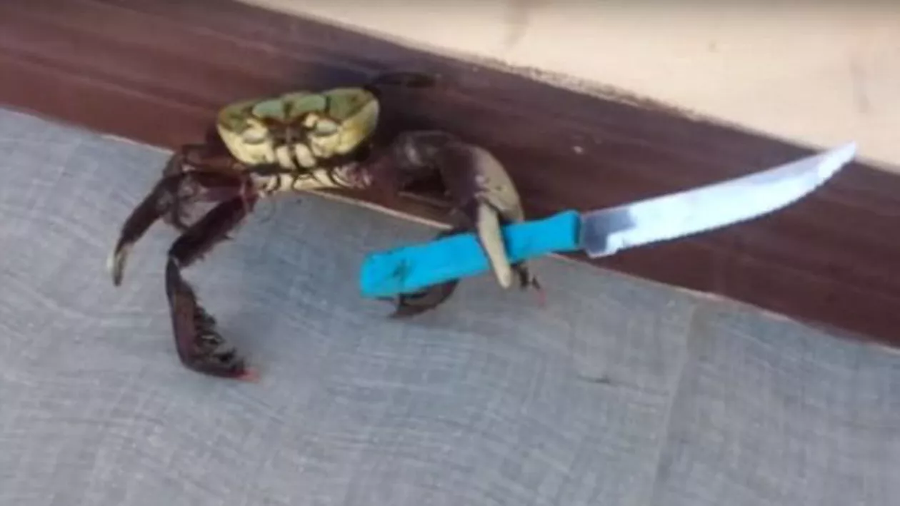 Până și crabii sunt pericoloși în Brazilia: Înarmată cu un cuțit, crustaceea încerca să evadeze dintr-un restaurant (VIDEO)